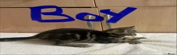 Mixed Breed cats for sale: Bengal cross kittens - Advert 1
