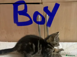 Mixed Breed cats for sale: Bengal cross kittens - Advert 1