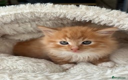 Mixed Breed cats for sale: Wonderful two boys and girl🐈‍⬛🐈🐈‍⬛😍 - Image 5