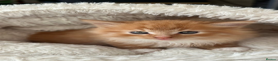 Mixed Breed Kitten 1