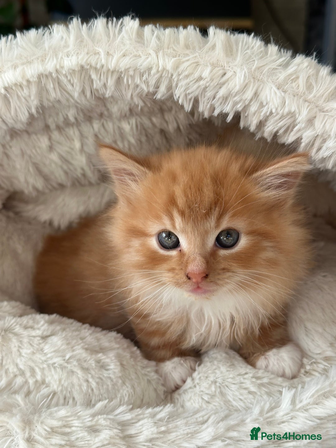 Mixed Breed cats for sale: Wonderful two boys and girl🐈‍⬛🐈🐈‍⬛😍 - Image 5
