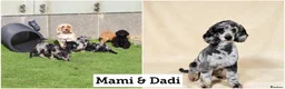 Cockapoo dogs for sale: Beautiful Cockapoo puppies for sale  - Advert 2