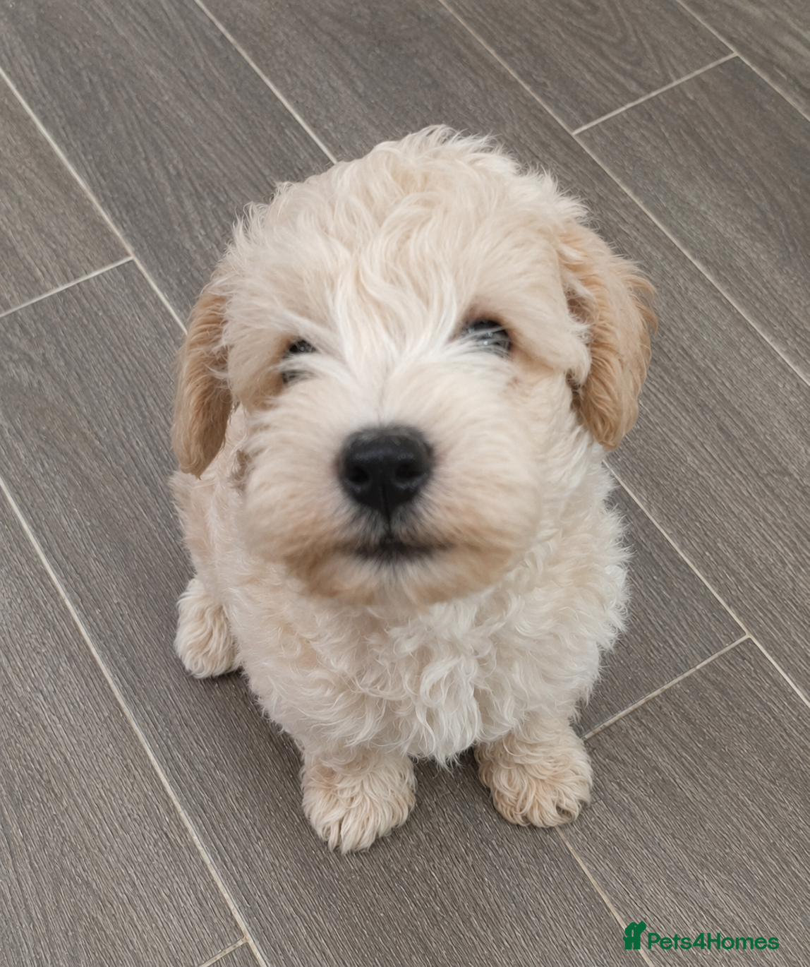 Schnoodle dogs Beautiful toy schnoodle - Advert 1