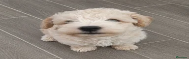 Schnoodle Puppy 1