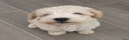 Schnoodle dogs for sale: Beautiful toy schnoodle - Advert 1