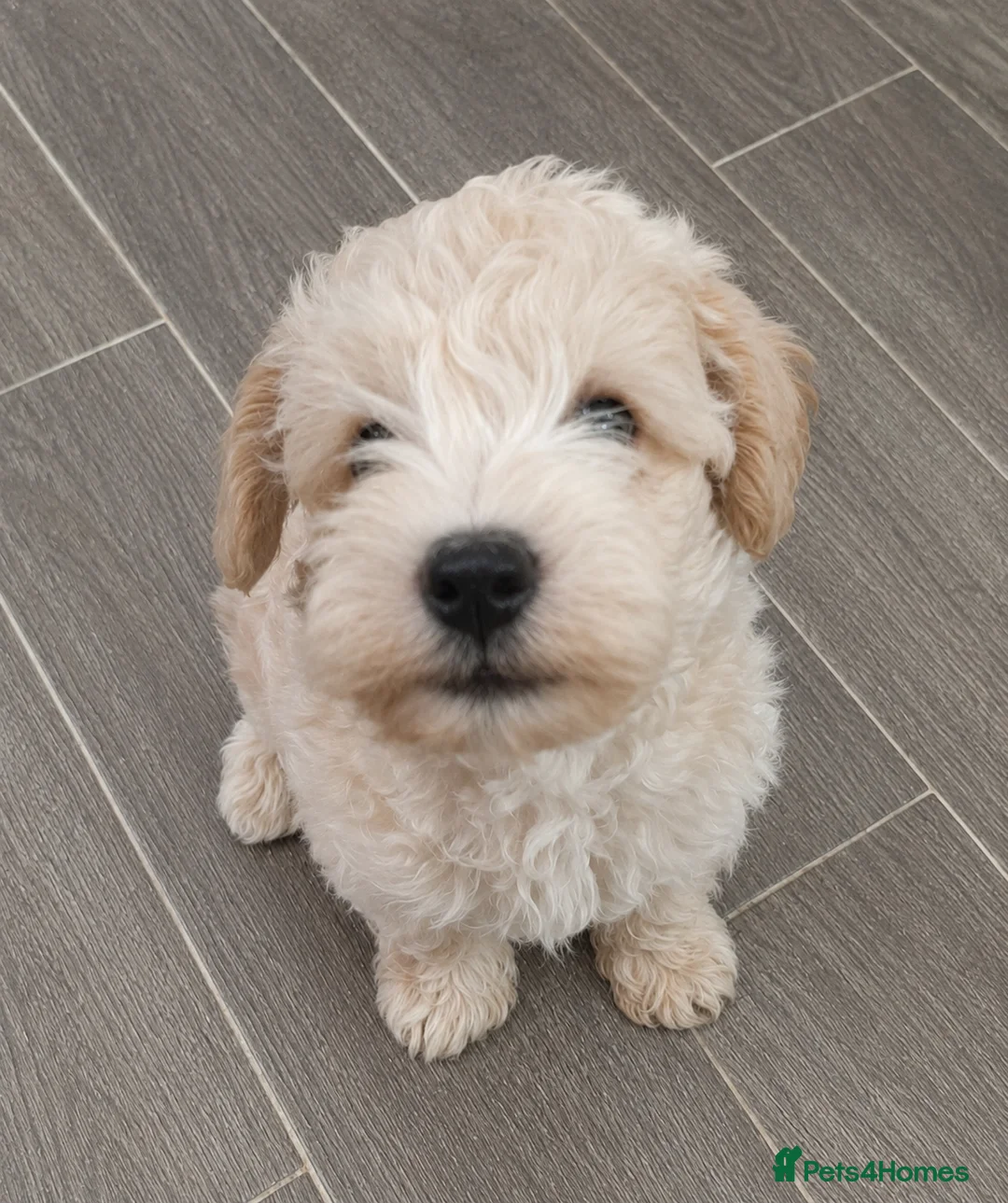 Schnoodle dogs for sale: Beautiful toy schnoodle - Advert 1