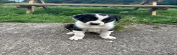 Border Collie dogs for sale: Beautiful pups for sale  - Advert 6