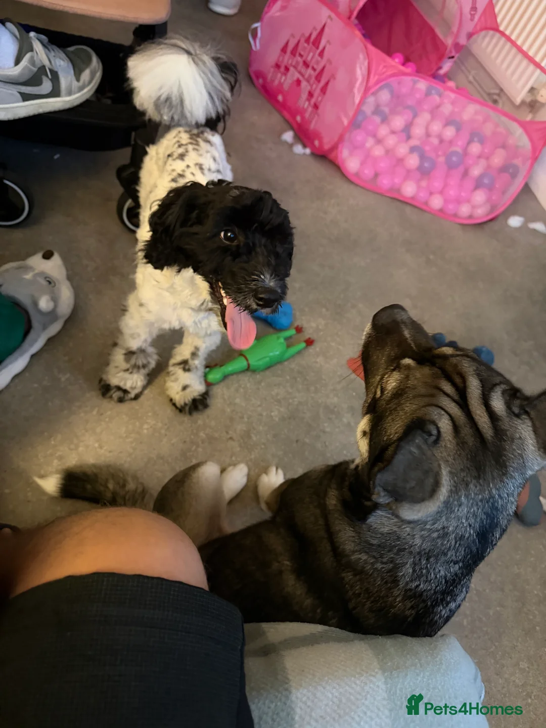 Pomapoo dogs for sale: Rehoming my beautiful baby boy Oreo  in Margate - Advert 2