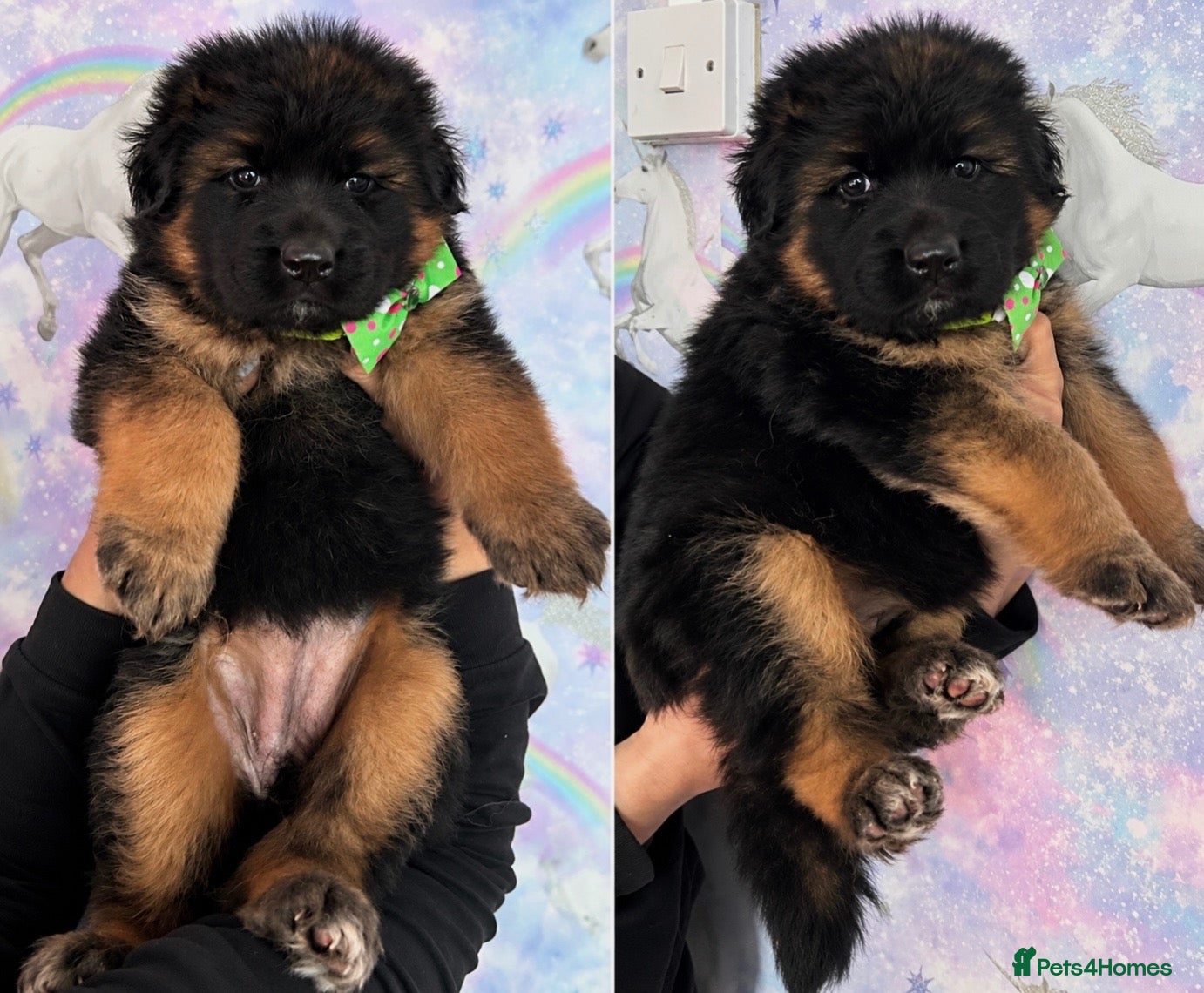 German Shepherd dogs Beautiful girl available  - Advert 15