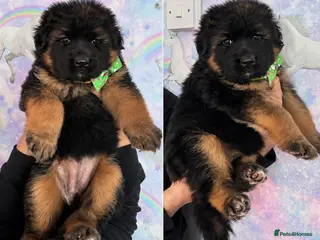 German Shepherd dogs Beautiful girl available - Advert 15