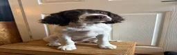 English Springer Spaniel dogs for sale: *Only 1 stunning boy left*KC English Springer - Advert 2