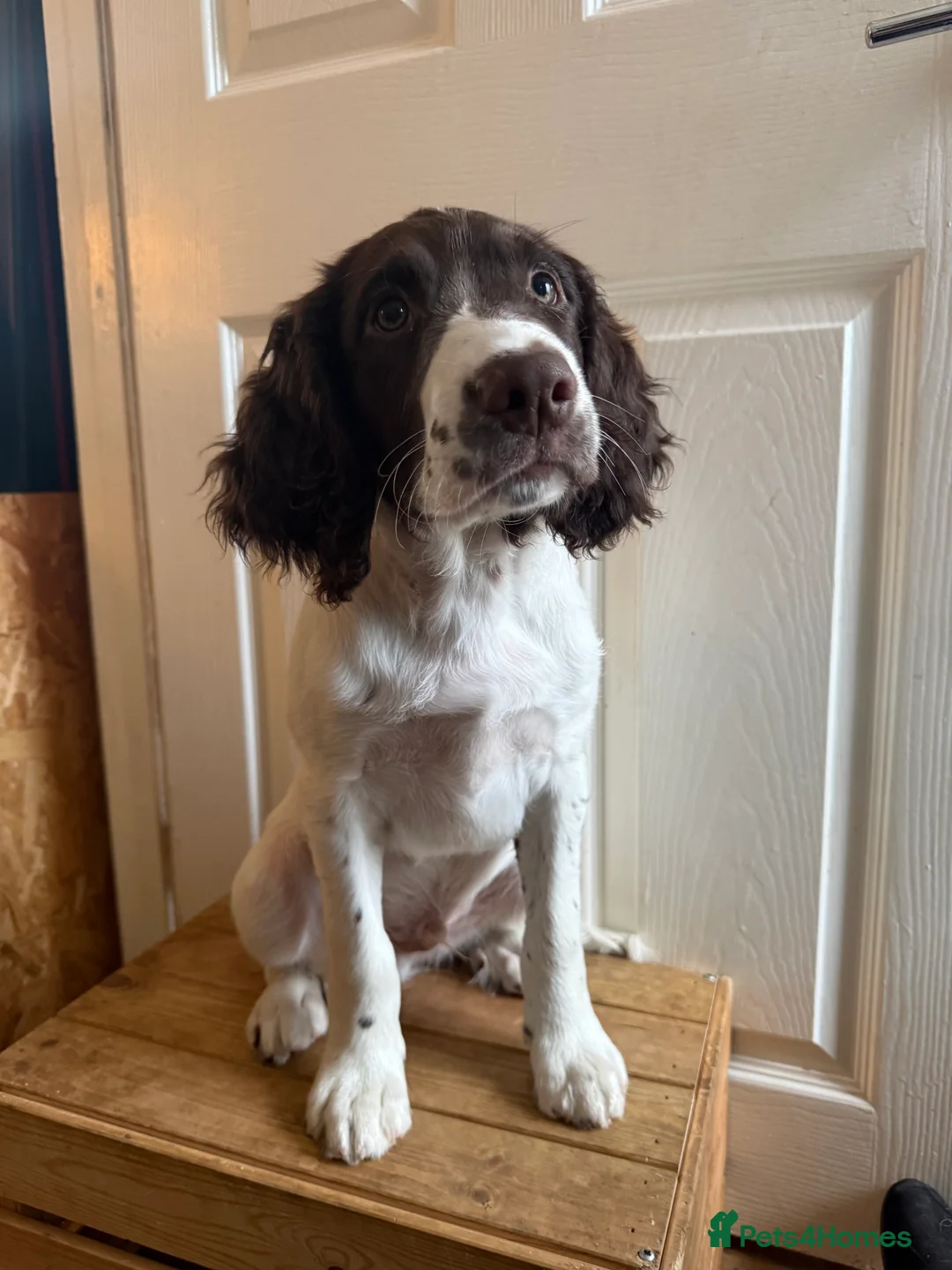 English Springer Spaniel dogs for sale: *Only 1 stunning boy left*KC English Springer - Advert 2