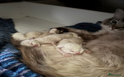 Ragdoll cats for sale: 5 Beautiful Ragdoll Kittens  - Image 35