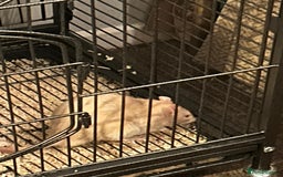 Rat rodents for sale: 2 male rats for sale - Advert 6