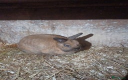 Netherland Dwarf rabbits for sale: CUTE female Netherland Dwarf X Rabbit - Image 1