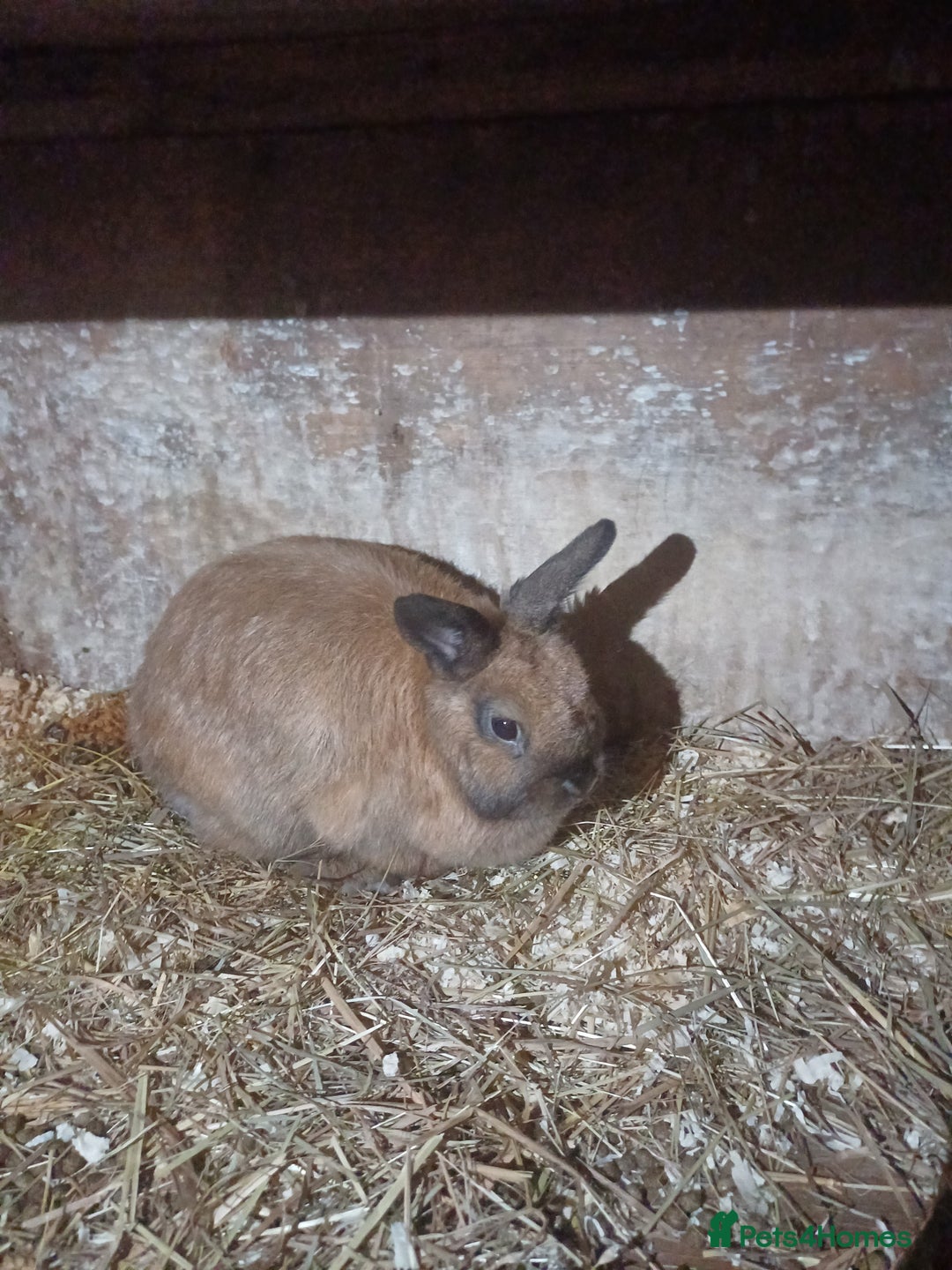 Netherland Dwarf rabbits for sale: CUTE female Netherland Dwarf X Rabbit - Image 1