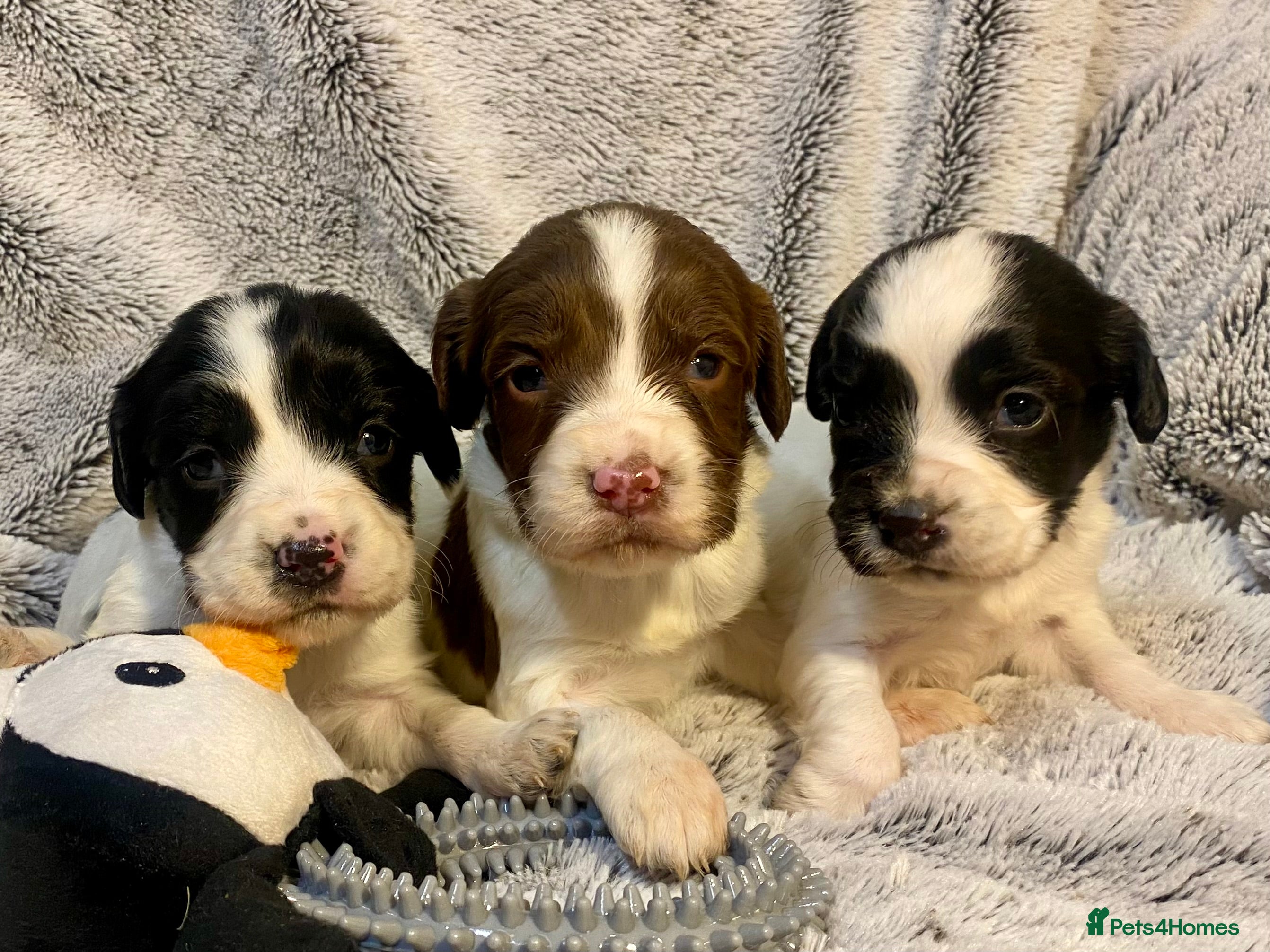 English Springer Spaniel dogs English springer spaniel pups  - Advert 1