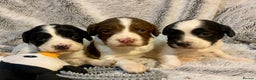 English Springer Spaniel dogs for sale: English springer spaniel pups  - Advert 1