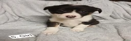 Border Collie dogs for sale: Outstanding Tri-Colour Border Collie Puppies - Advert 14