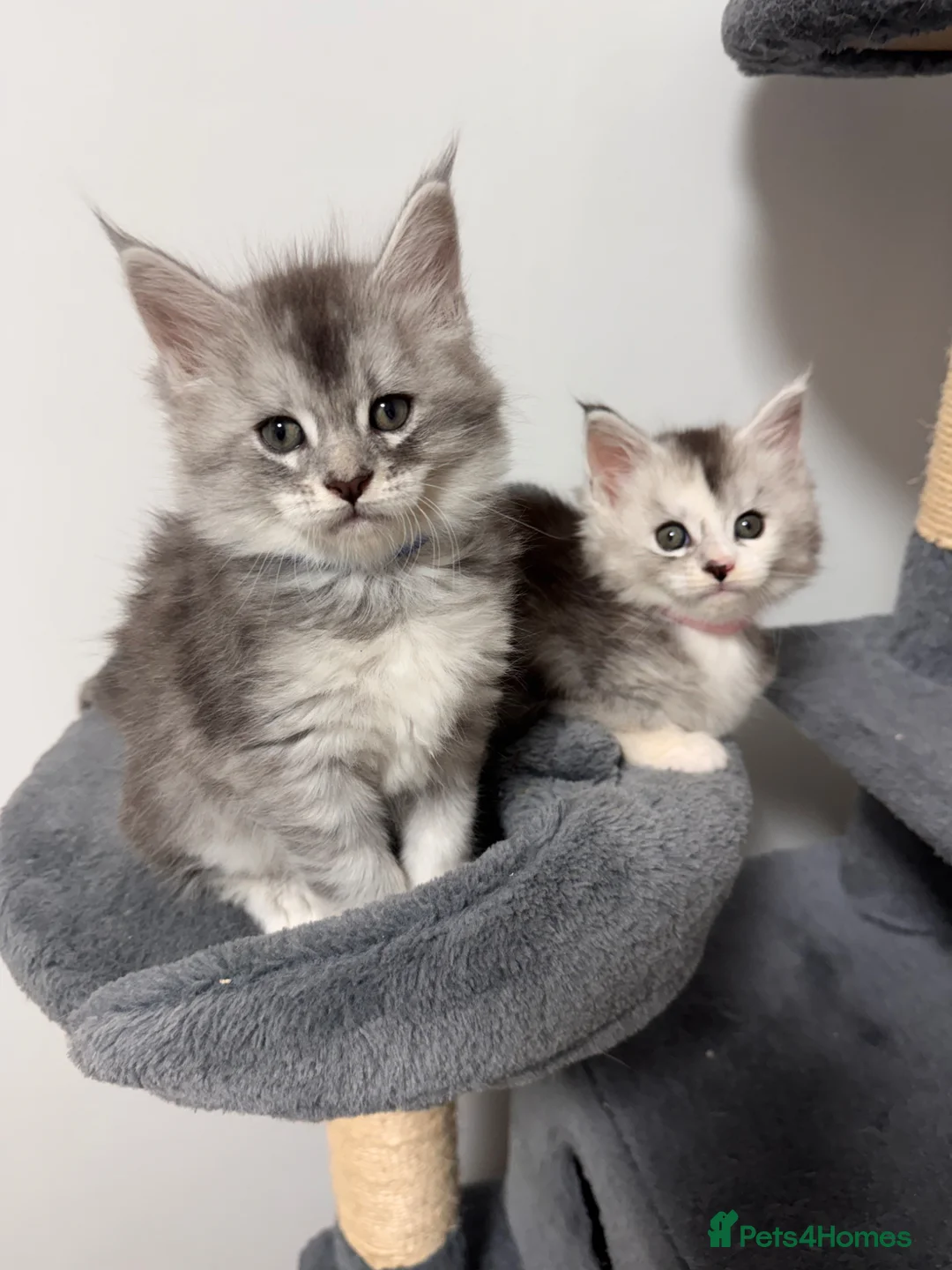 Maine Coon cats for sale: Purebred Maincoon Kittens  - Advert 30