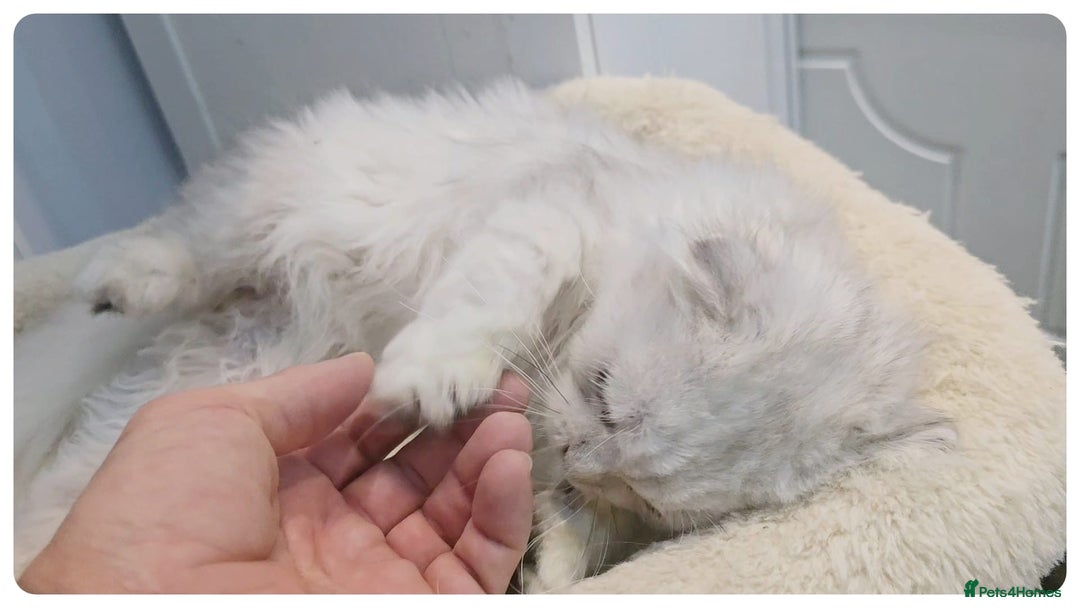 Scottish Fold cats for sale: Adorable scottish fold kittens(Delivery available) - Advert 31