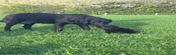 Labrador Retriever dogs for sale: 8 Labrador puppies for sale - Advert 5