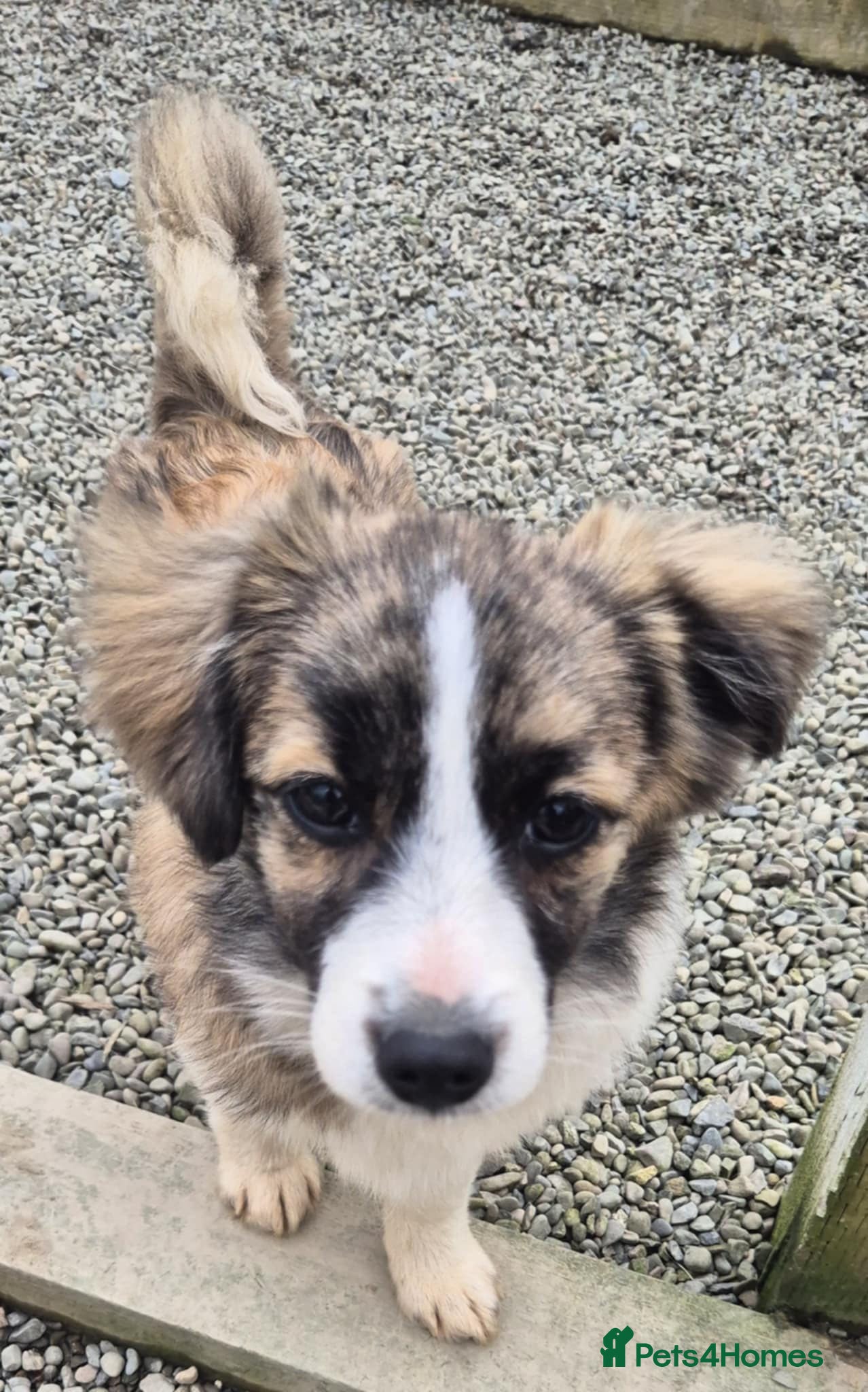 Mixed Breed dogs Baxter - In Ayr Looking for a Home  - Advert 1