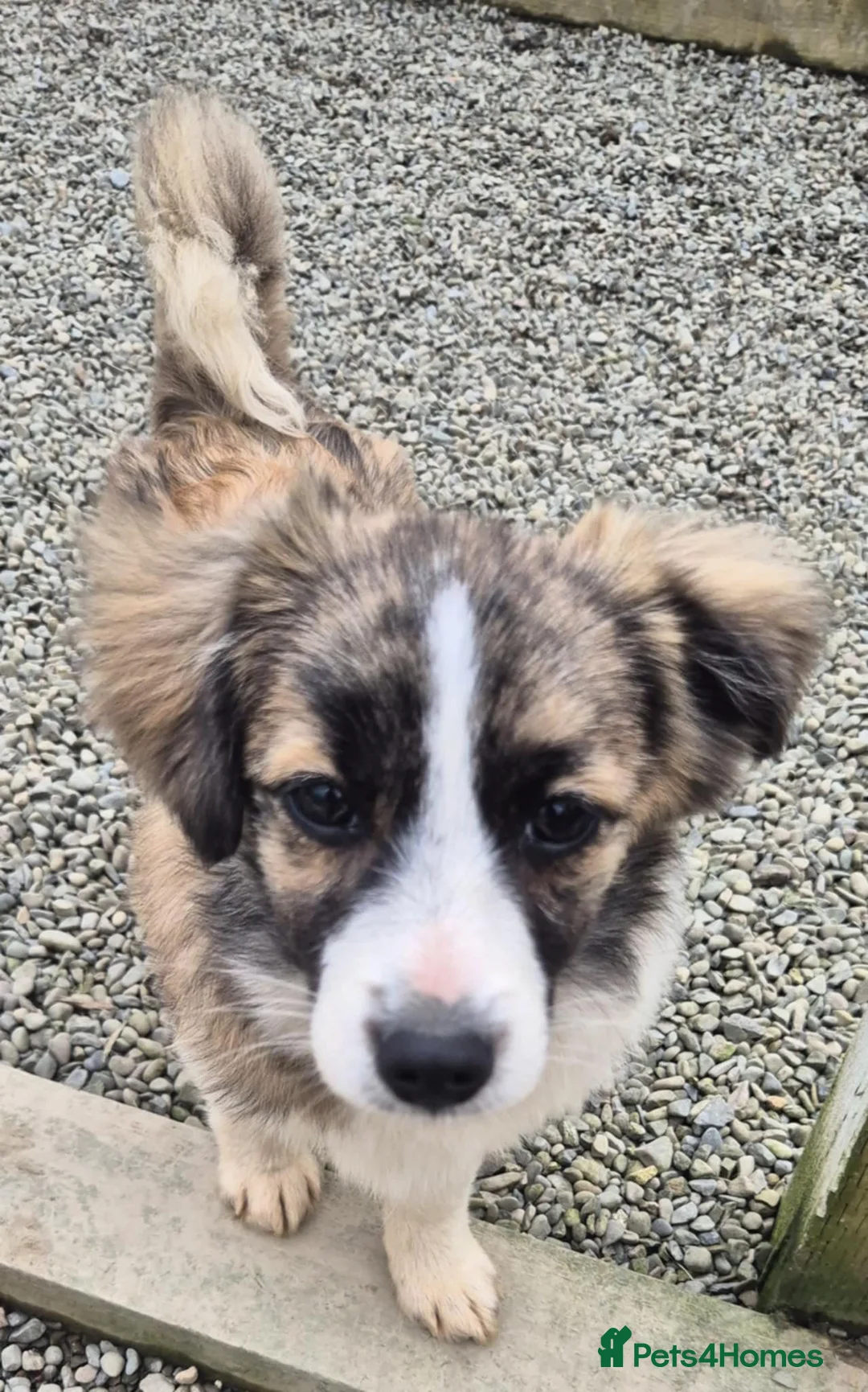 Mixed Breed dogs for adoption: Baxter - In Ayr Looking for a Home  - Advert 1