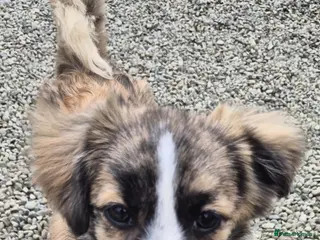 Mixed Breed dogs Baxter - In Ayr Looking for a Home - Advert 1