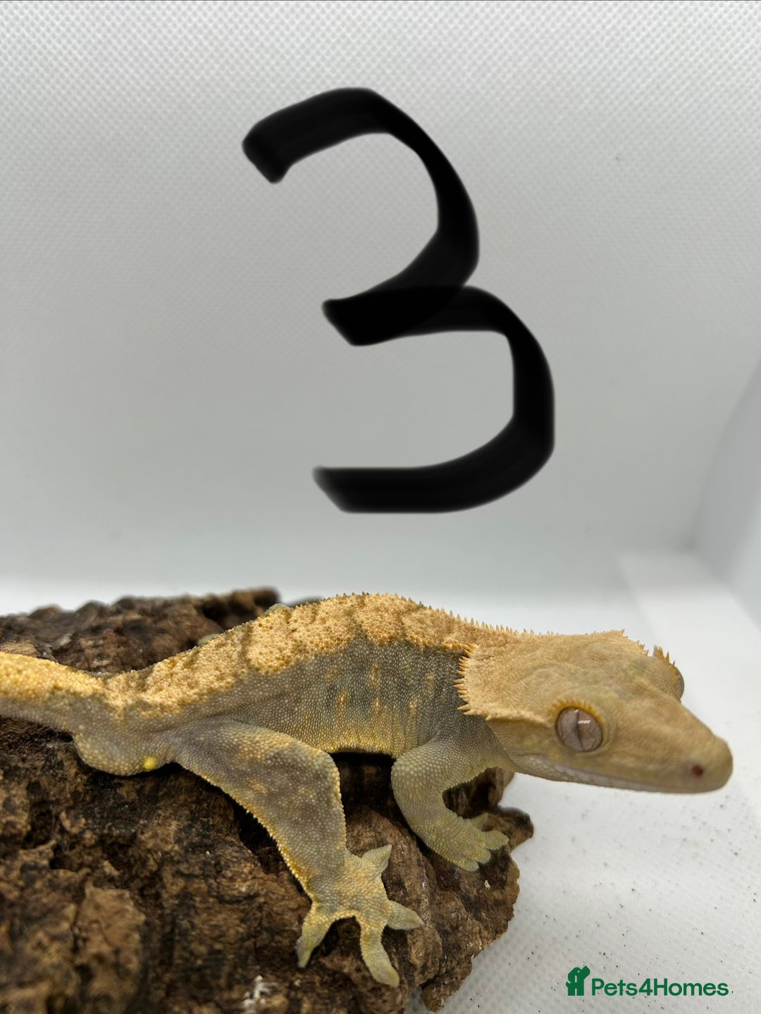 Gecko reptiles for sale: Male crested geckos - Advert 11