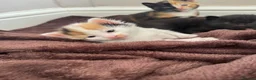 Domestic Shorthair cats for sale: Kittens for sale - Advert 6