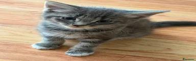 Maine Coon 3