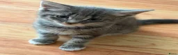 Maine Coon cats for sale: Maincoon cross  - Advert 5