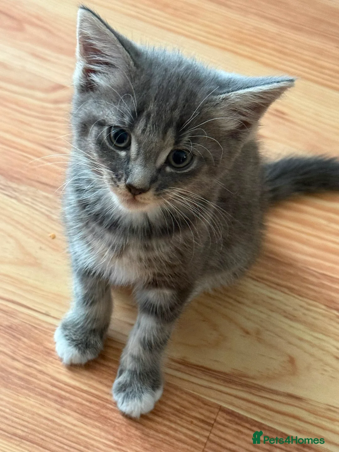 Maine Coon cats for sale: Maincoon cross  - Advert 5