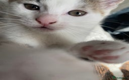 Mixed Breed cats for sale: 4 Beautiful Kitties For Sale  - Image 11