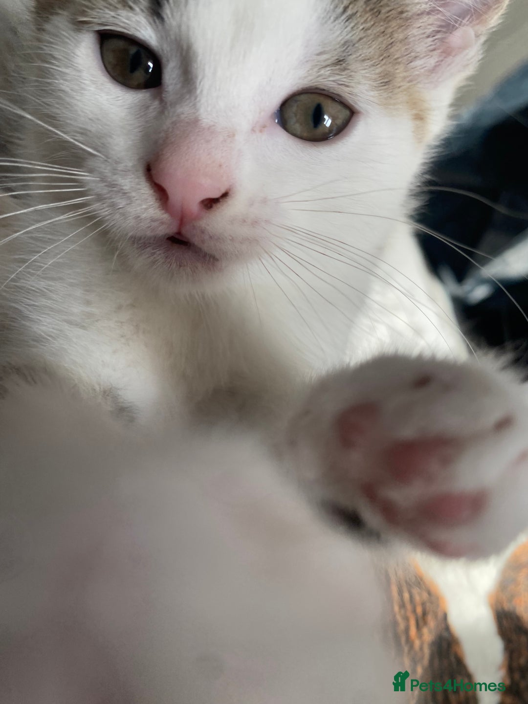 Mixed Breed cats for sale: 4 Beautiful Kitties For Sale  - Image 11