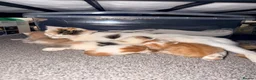 Mixed Breed cats for sale: 2 x ginger boys  - Advert 1