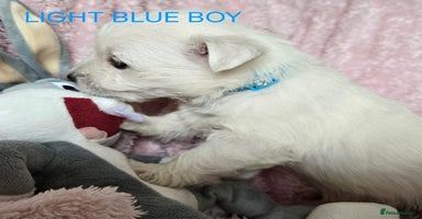 West Highland Terrier dogs - Advert 1