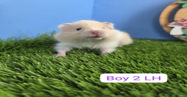 Hamster rodents - Advert 3