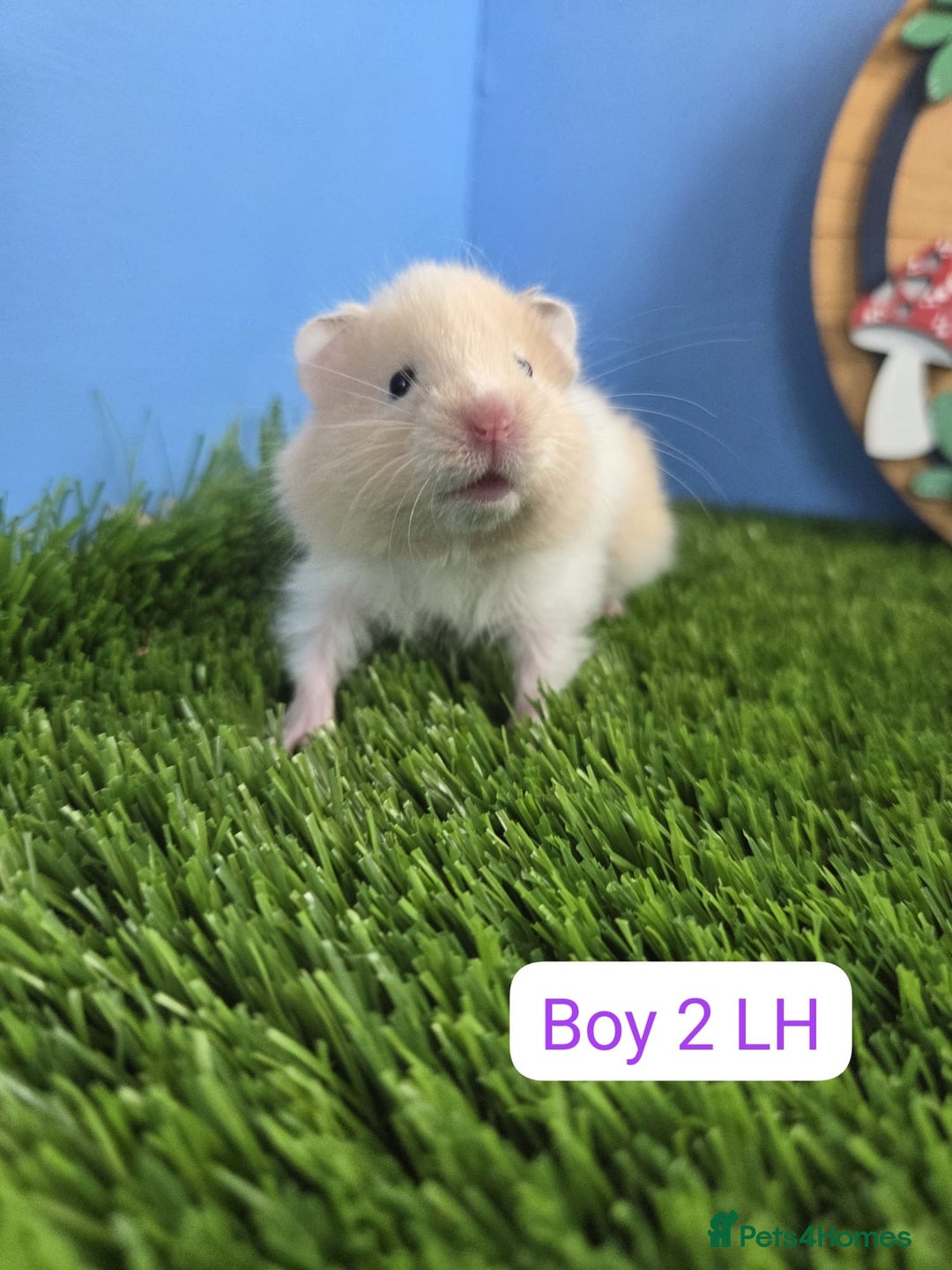 Hamster rodents for sale: Baby Syrian Hamsters Males Boys Females Girls - Image 3