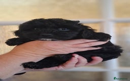 Cockapoo dogs for sale: Gorgeous Cockapoos Health Tested Parents - Image 1