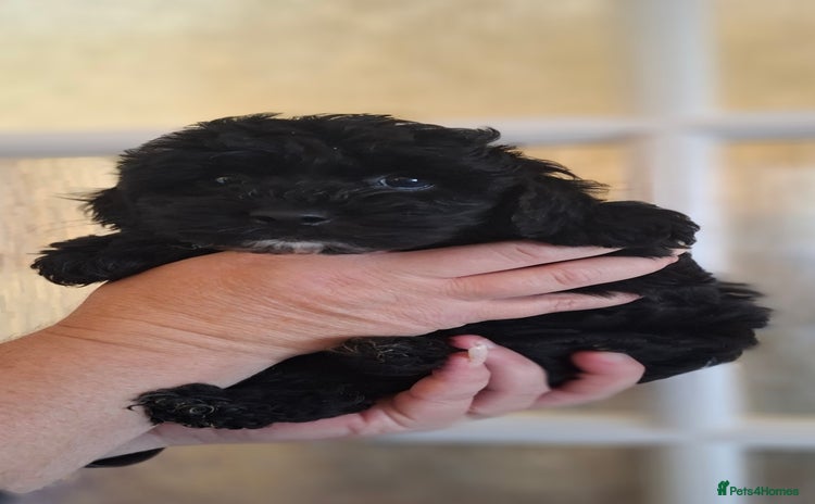 Cockapoo dogs - Advert 4