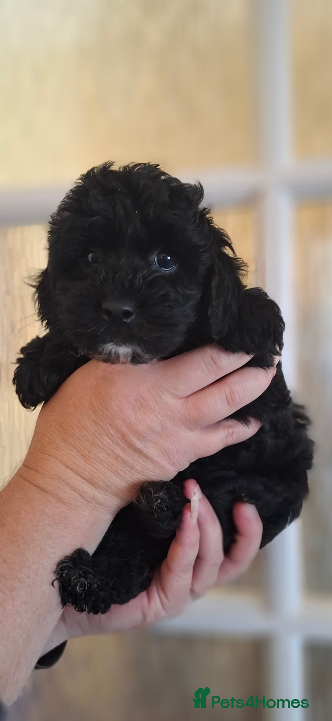 Cockapoo dogs for sale: Gorgeous Cockapoos Health Tested Parents - Image 1