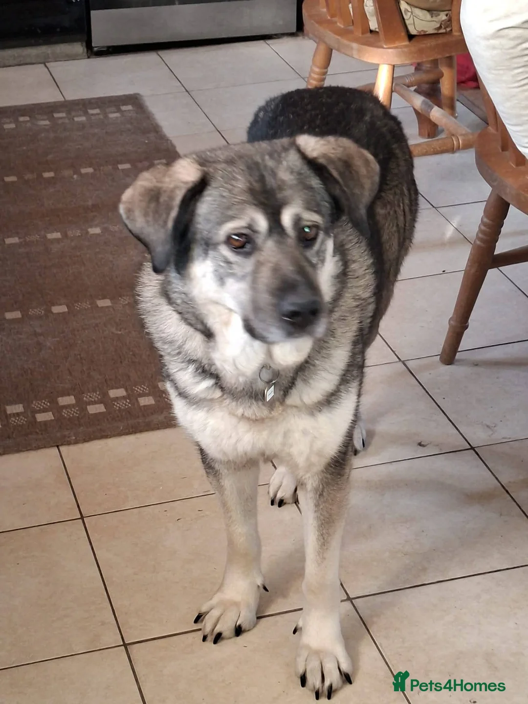 Mixed Breed dogs for adoption: Meet Zena,currently residing in Carmarthenshire  in Carmarthen - Advert 2