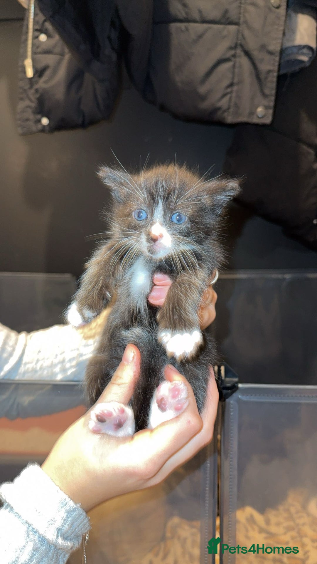 Maine Coon cats for sale: 3 Maine coon cross kittens  - Advert 8