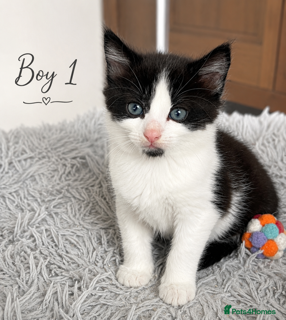Mixed Breed cats 3 Gorgeous Kittens Available Soon - Croydon - Advert 9
