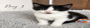Boy 1