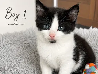Mixed Breed cats 3 Gorgeous Kittens Available Soon-Croydon £ ** - Advert 3