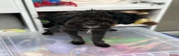 Toy Poodle dogs for sale: Little toy poodle  - Advert 4