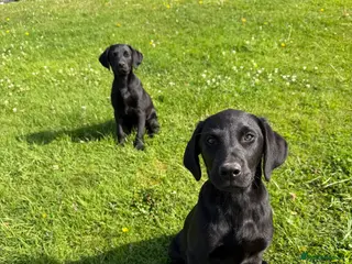 Labrador Retriever dogs Labrador puppies - Advert 2